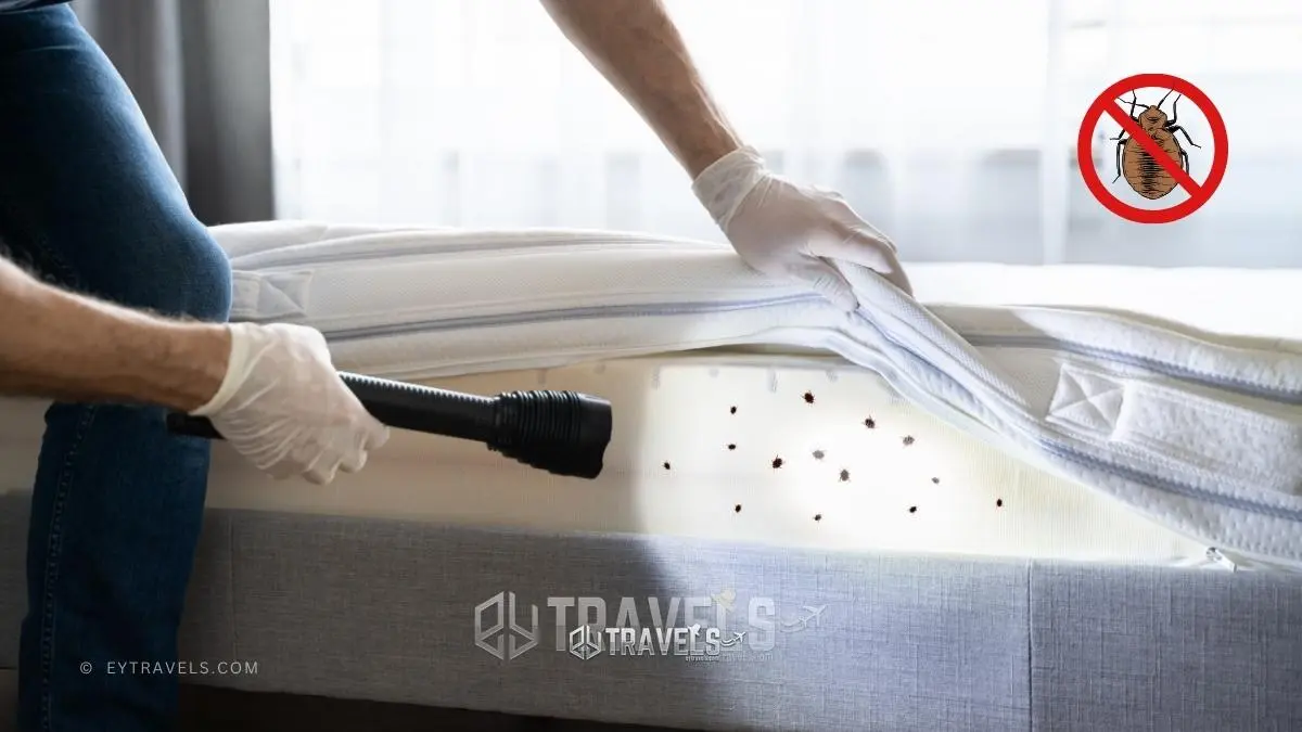 How to Check for Bed Bugs When Traveling • EyTravels