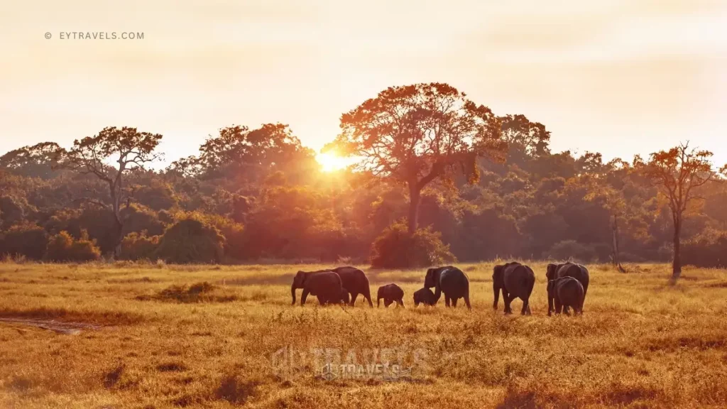 Safari Planning 101: Your Ultimate Guide to an Unforgettable African Adventure 5 safari-photography-planning-101-african-adventure