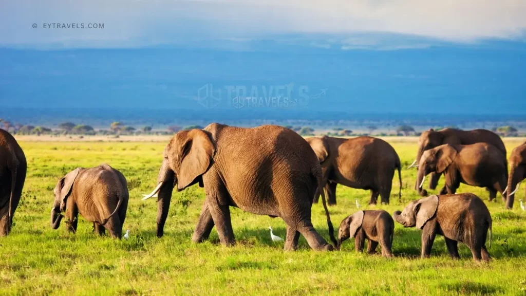 Safari Planning 101: Your Ultimate Guide to an Unforgettable African Adventure 4 safari-planning-trip-wild-animals
